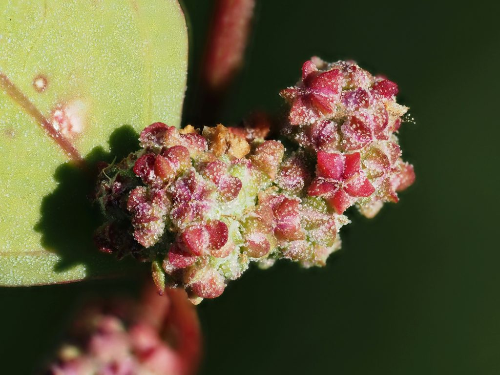 Beneficiile Quinoei pentru o Dietă Sănătoasă