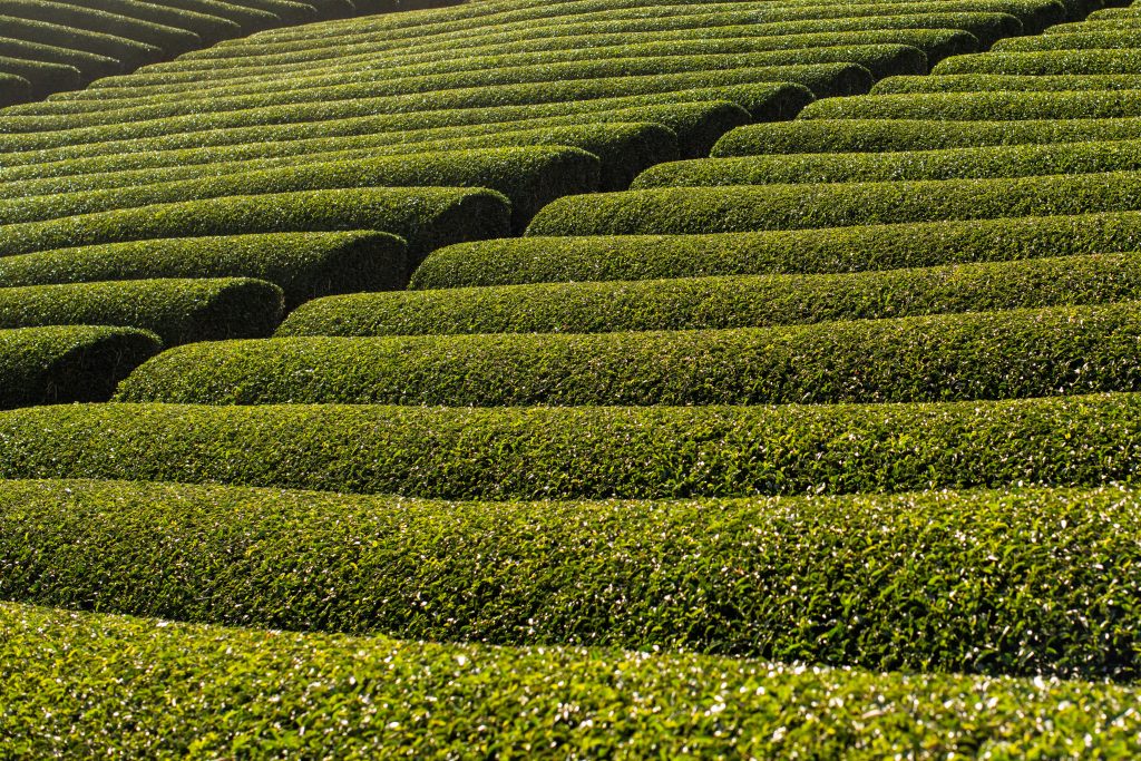 Beneficiile extraordinare ale ceaiului verde