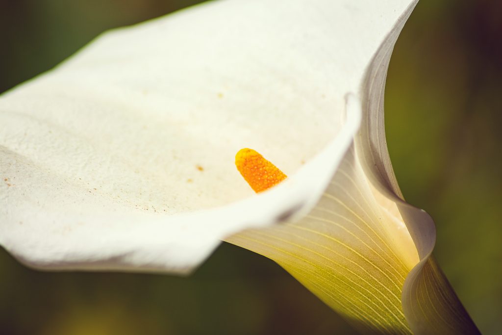 Beneficii struguri albi: sănătate și gust deosebit