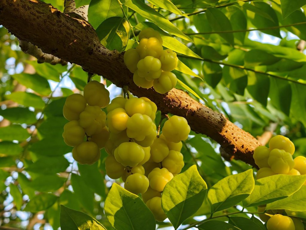 10 beneficii ale agrișelor pentru sănătate