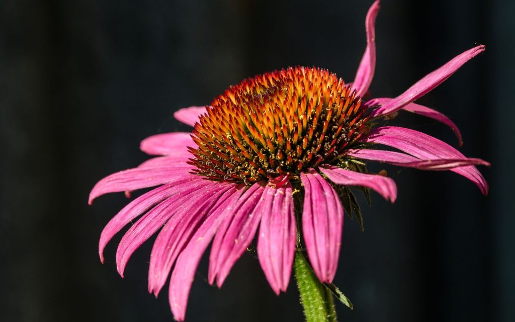 10 beneficii ale ceaiului de echinacea