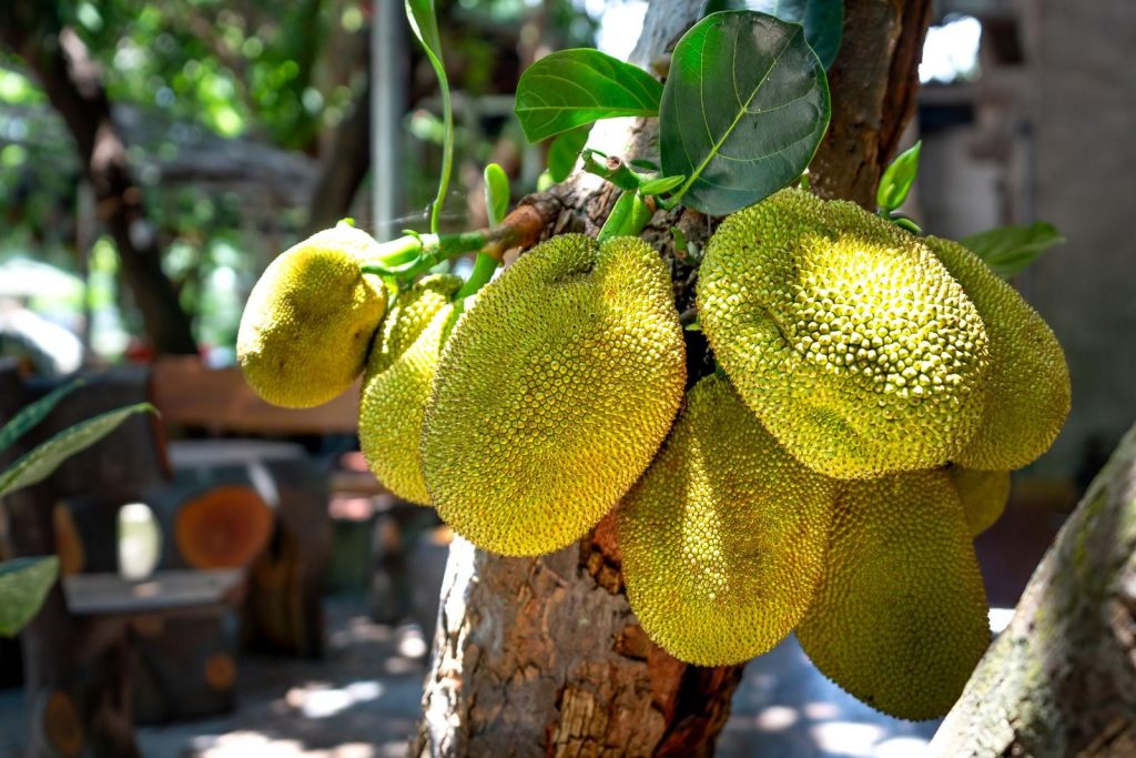 10 beneficii ale fructului jackfruit pentru sănătate